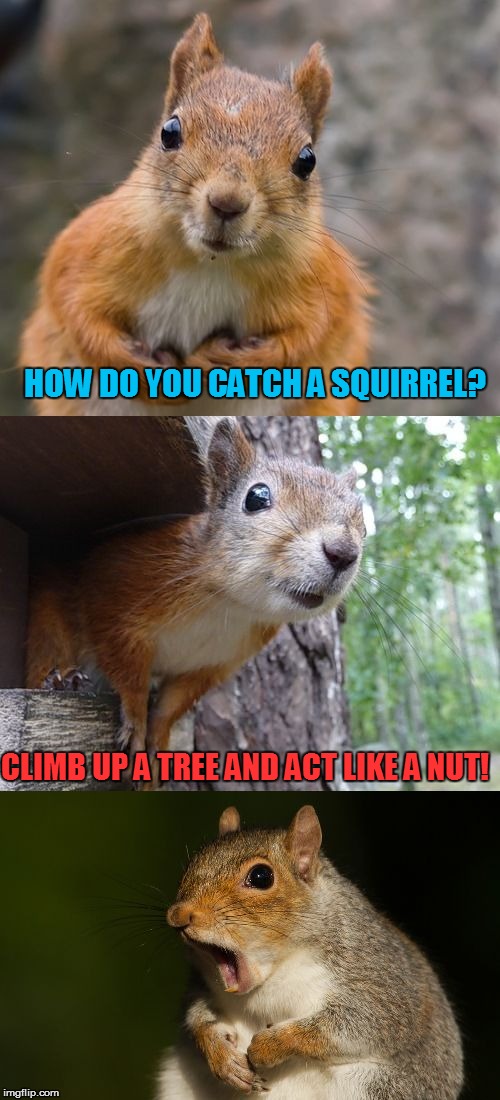  bad pun squirrel | HOW DO YOU CATCH A SQUIRREL? CLIMB UP A TREE AND ACT LIKE A NUT! | image tagged in bad pun squirrel,funny memes,nuts | made w/ Imgflip meme maker