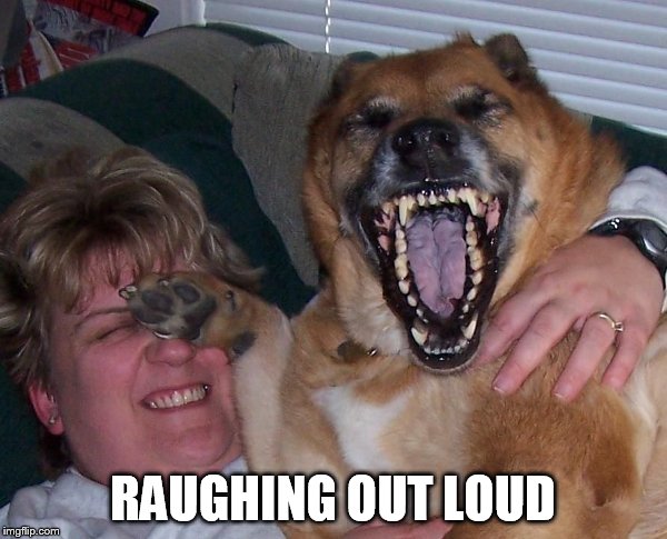laughing dog | RAUGHING OUT LOUD | image tagged in laughing dog | made w/ Imgflip meme maker
