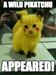 im bored. here is a pikatchu | A WILD PIKATCHU; APPEARED! | image tagged in other,memes,pikachu,cat | made w/ Imgflip meme maker