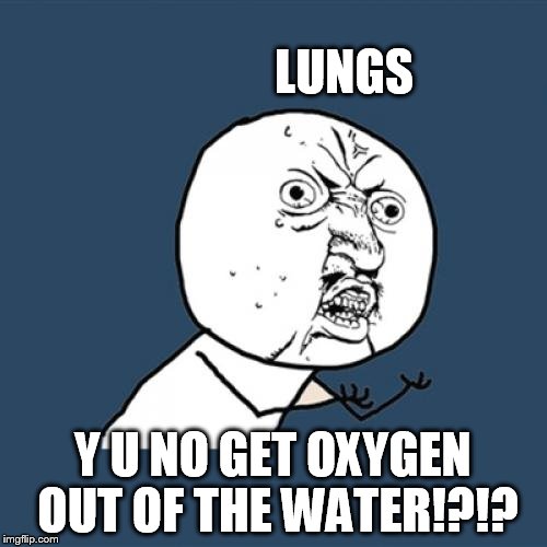 Y U No Meme | LUNGS Y U NO GET OXYGEN OUT OF THE WATER!?!? | image tagged in memes,y u no | made w/ Imgflip meme maker