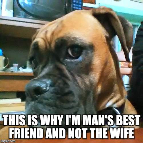 THIS IS WHY I'M MAN'S BEST FRIEND AND NOT THE WIFE | made w/ Imgflip meme maker