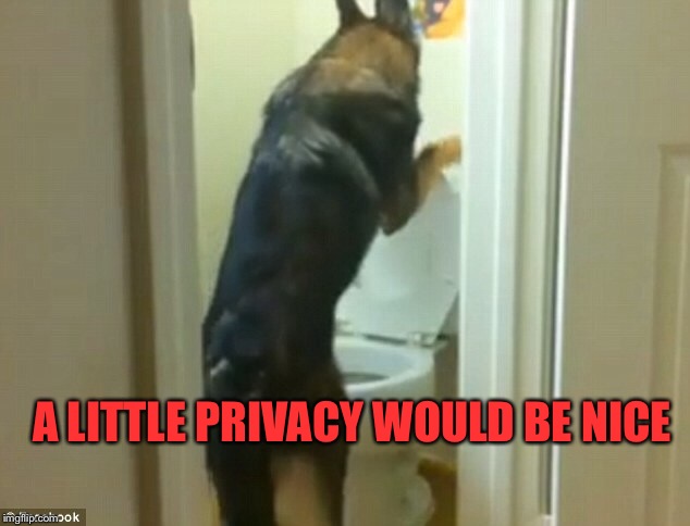 Can't a Dog Take A Leak Without An Audience? | A LITTLE PRIVACY WOULD BE NICE | image tagged in dogs,funny dogs,memes,lol | made w/ Imgflip meme maker