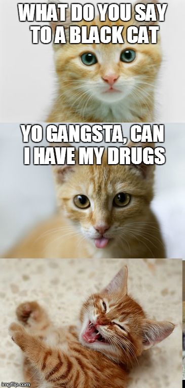 Well, it's not only a bad pun cat, but it's a racist one this time too... | WHAT DO YOU SAY TO A BLACK CAT; YO GANGSTA, CAN I HAVE MY DRUGS | image tagged in bad pun cat,memes,cat,bad pun dog,bad pun anna kendrick,funny | made w/ Imgflip meme maker