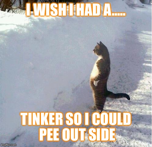 I wish I had a dick.... So I could pee outside | I WISH I HAD A..... TINKER SO I COULD PEE OUT SIDE | image tagged in cats | made w/ Imgflip meme maker