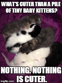 Don't even hurt yourself trying to think of anything because there is nothing. | WHAT'S CUTER THAN A PILE OF TINY BABY KITTENS? NOTHING. NOTHING IS CUTER. | image tagged in baby kittens,cute kittens,cute cats,how tough are you,crying because of cute,cat videos got nothin on this | made w/ Imgflip meme maker