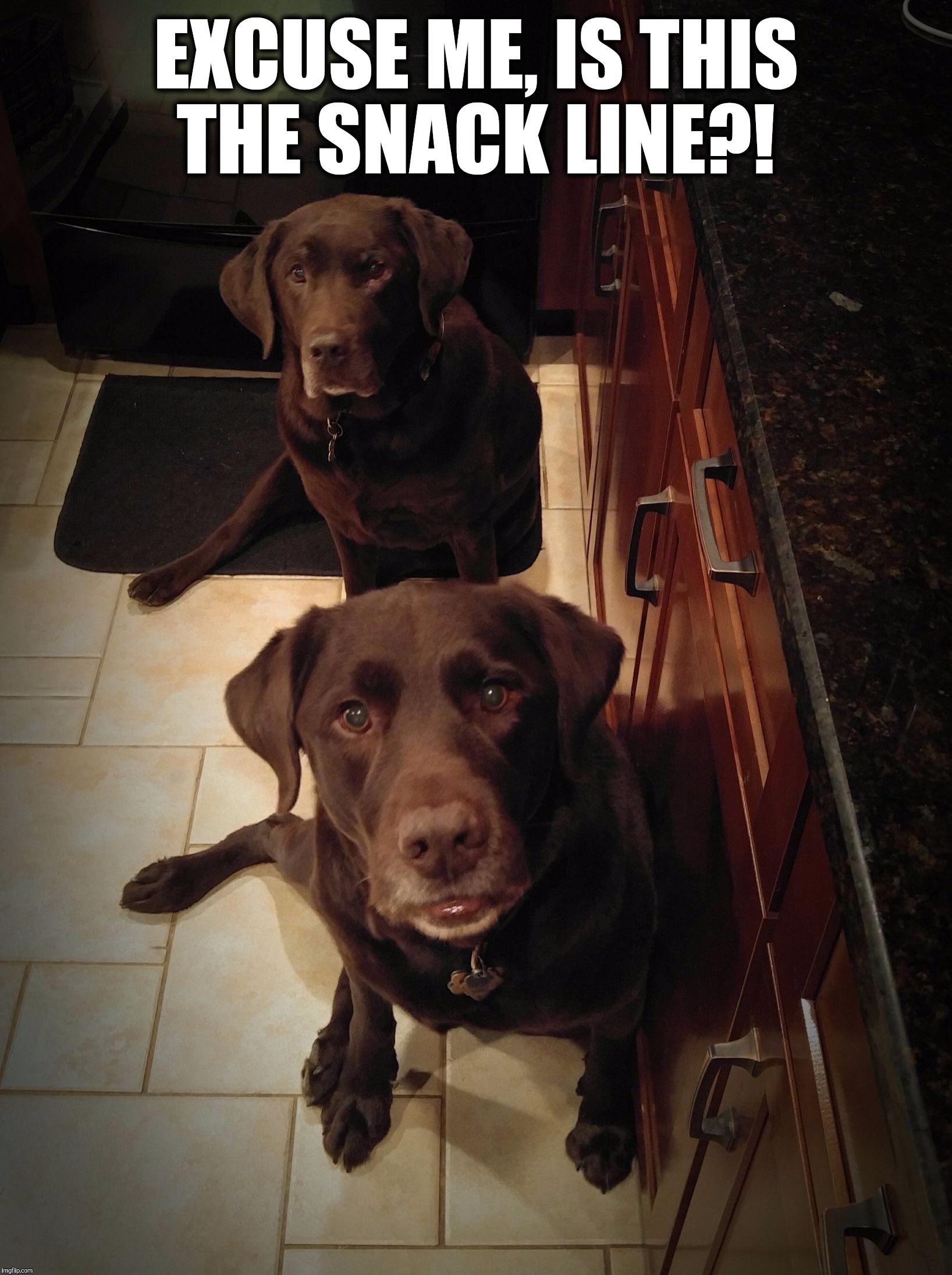 Chuckie the Chocolate Lab  | EXCUSE ME, IS THIS THE SNACK LINE?! | image tagged in chuckie the chocolate lab,snacks,funny dogs,funny memes,cute,dogs | made w/ Imgflip meme maker