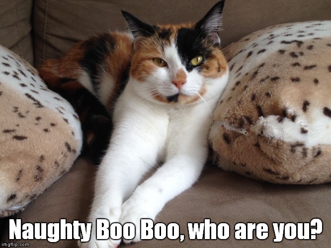 Naughty Boo Boo | Naughty Boo Boo, who are you? | image tagged in cats,cat,naughty cat,funny cat,naughty | made w/ Imgflip meme maker