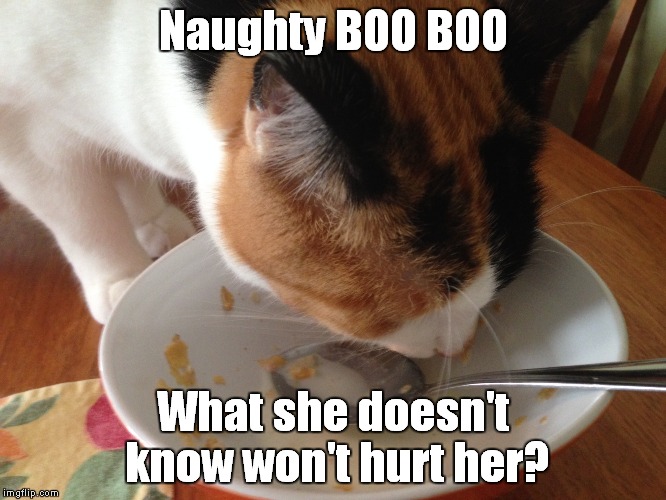 Naughty Boo Boo - Breakfast | Naughty BOO BOO; What she doesn't know won't hurt her? | image tagged in cats,cat,breakfast,naughty,sneaky,cheeky | made w/ Imgflip meme maker