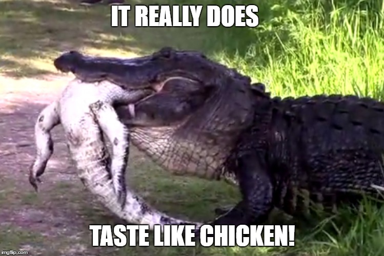 So the rumors are true... | IT REALLY DOES; TASTE LIKE CHICKEN! | image tagged in alligator,cannibalism,funny,AdviceAnimals | made w/ Imgflip meme maker