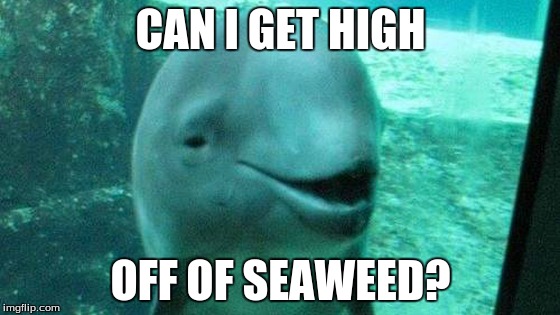 10 Dolphin | CAN I GET HIGH; OFF OF SEAWEED? | image tagged in weed,dolphins | made w/ Imgflip meme maker