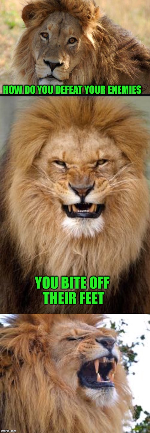 Bad pun lion | HOW DO YOU DEFEAT YOUR ENEMIES; YOU BITE OFF THEIR FEET | image tagged in memes,bad pun,funny memes,lions | made w/ Imgflip meme maker