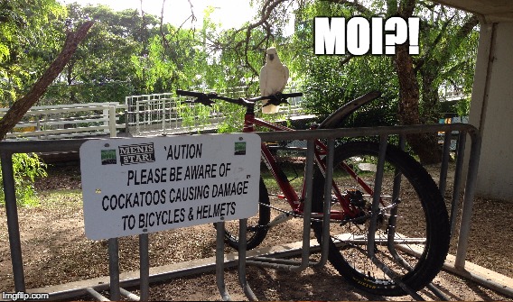 What Moi?! | MOI?! | image tagged in cockatoo,bikes,australia | made w/ Imgflip meme maker
