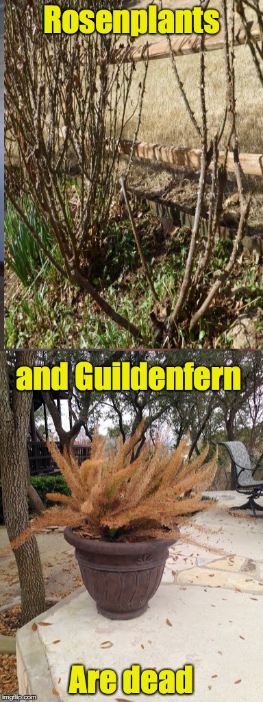 Sorry, Shakespeare | Rosenplants; and Guildenfern; Are dead | image tagged in shakespeare,hamlet,rosencranz and guilderstern | made w/ Imgflip meme maker