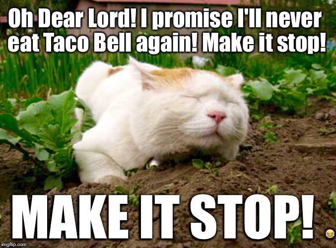 Taco Bell cat | Oh Dear Lord! I promise I'll never eat Taco Bell again! Make it stop! MAKE IT STOP! 😂 | image tagged in funny memes | made w/ Imgflip meme maker