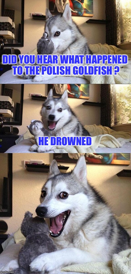 bad pun week | DID YOU HEAR WHAT HAPPENED TO THE POLISH GOLDFISH ? HE DROWNED | image tagged in memes,bad pun dog | made w/ Imgflip meme maker
