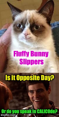 Happy Cat | Fluffy Bunny Slippers; Is it Opposite Day? Or do you speak in CALICOde? | image tagged in memes,grumpy cat,dumb and dumber,cats,lol | made w/ Imgflip meme maker