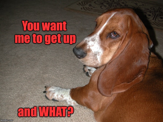 Why Bassetts are not part of the working dog group | You want me to get up; and WHAT? | image tagged in meme | made w/ Imgflip meme maker