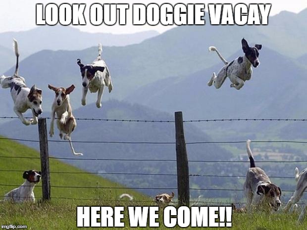 DOGS | LOOK OUT DOGGIE VACAY; HERE WE COME!! | image tagged in dogs | made w/ Imgflip meme maker
