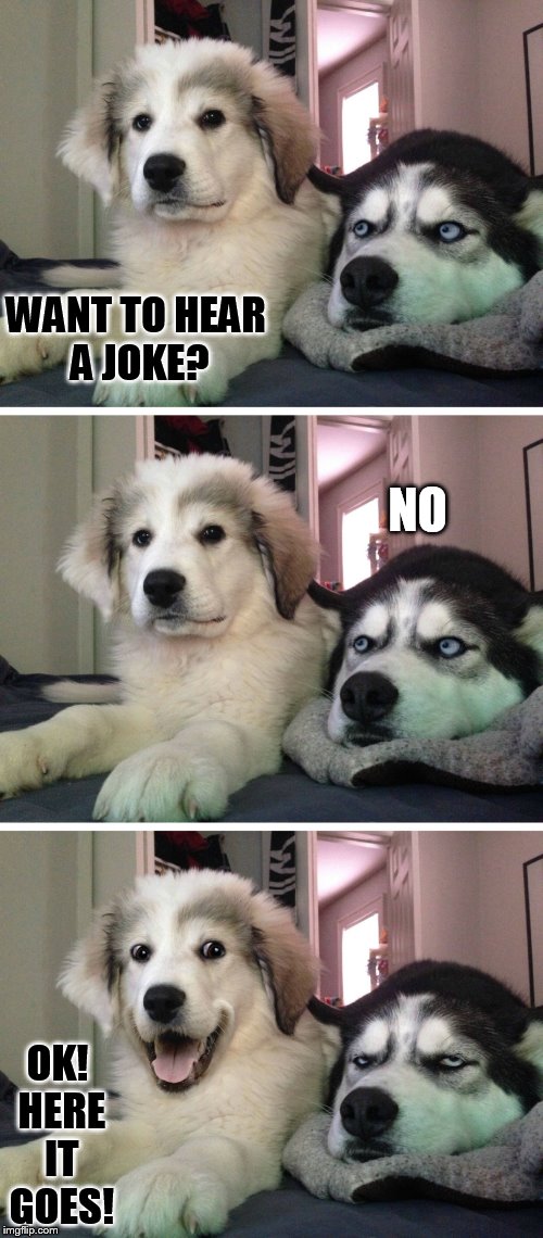 Pestering little pup | WANT TO HEAR A JOKE? NO; OK! HERE IT GOES! | image tagged in bad pun dogs,annoyed,joke | made w/ Imgflip meme maker