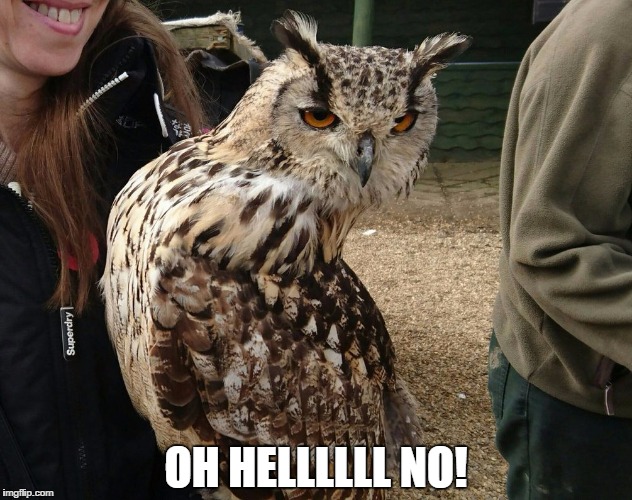 owl | OH HELLLLLL NO! | image tagged in owl | made w/ Imgflip meme maker