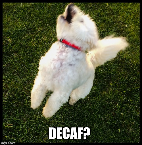DECAF? | image tagged in laughing dog | made w/ Imgflip meme maker