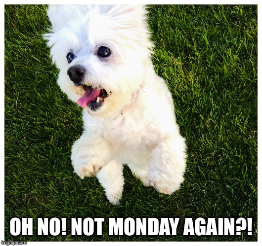 OH NO! NOT MONDAY AGAIN?! | image tagged in wtf dog | made w/ Imgflip meme maker