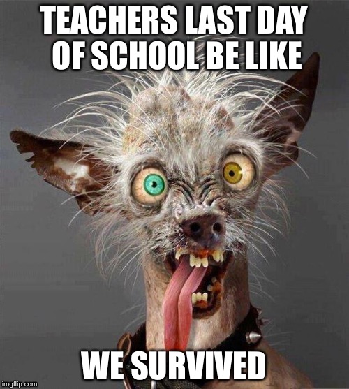 ugly dog 2.0 | TEACHERS LAST DAY OF SCHOOL BE LIKE; WE SURVIVED | image tagged in ugly dog 20 | made w/ Imgflip meme maker