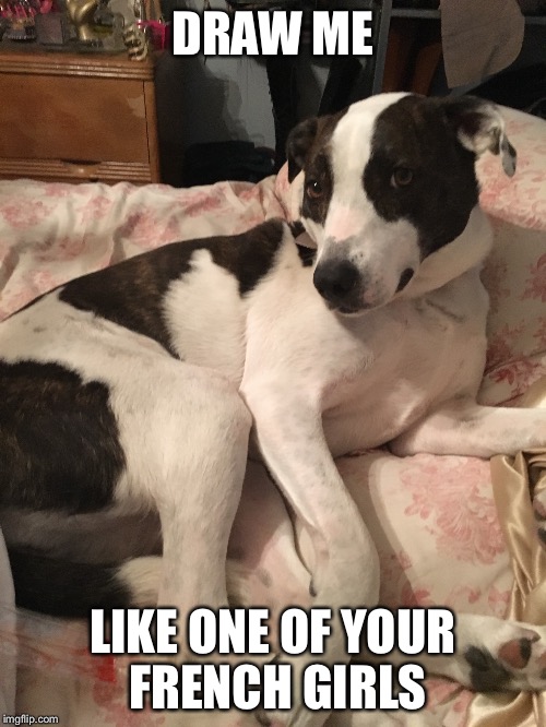 This is my dog | DRAW ME; LIKE ONE OF YOUR FRENCH GIRLS | image tagged in chloe,the dog | made w/ Imgflip meme maker