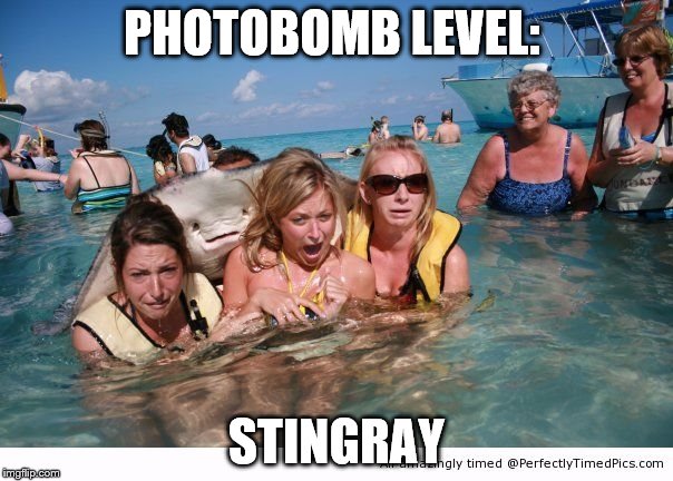 PHOTOBOMB LEVEL:; STINGRAY | image tagged in photobomb,memes | made w/ Imgflip meme maker