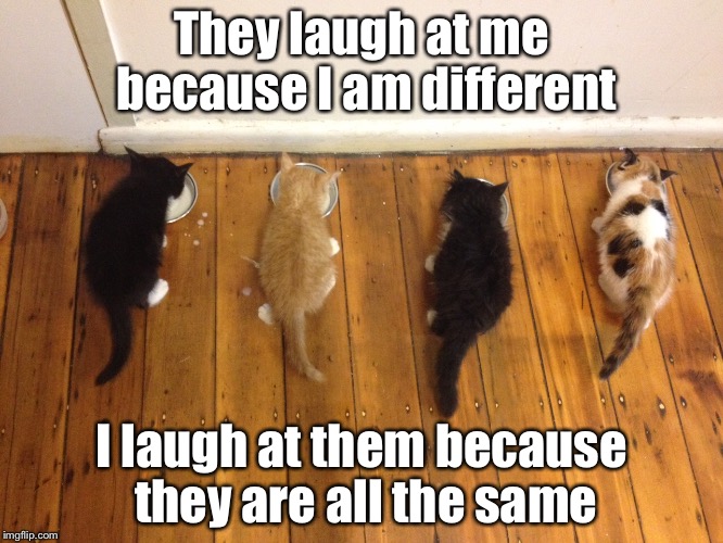 Naughty Boo Boo - Dare to be different  | They laugh at me because I am different; I laugh at them because they are all the same | image tagged in cat,naughty,different,funny cats,cute cats | made w/ Imgflip meme maker
