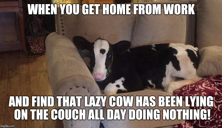 Lazy cow | WHEN YOU GET HOME FROM WORK; AND FIND THAT LAZY COW HAS BEEN LYING ON THE COUCH ALL DAY DOING NOTHING! | image tagged in lazy cow,lazy,cow,couch | made w/ Imgflip meme maker