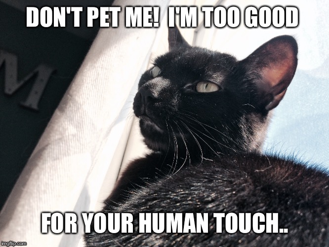 DON'T PET ME! 
I'M TOO GOOD; FOR YOUR HUMAN TOUCH.. | image tagged in cats,asshole,don't like | made w/ Imgflip meme maker