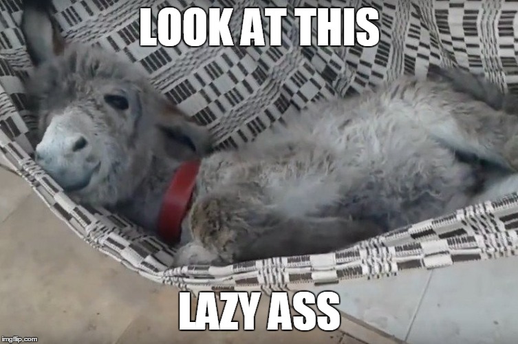 LOOK AT THIS LAZY ASS | made w/ Imgflip meme maker