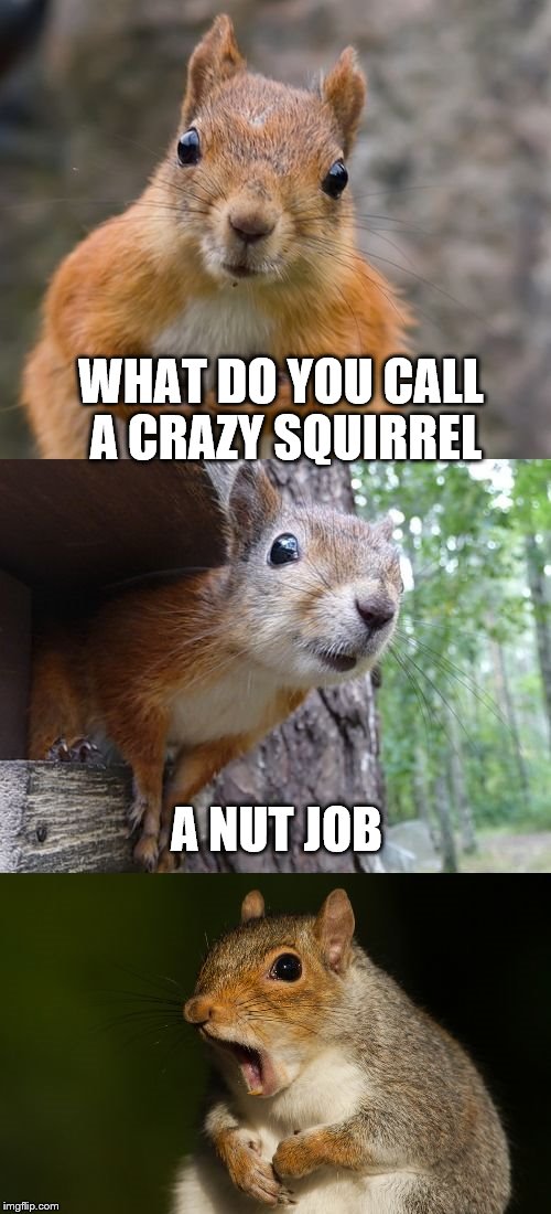 bad pun squirrel |  WHAT DO YOU CALL A CRAZY SQUIRREL; A NUT JOB | image tagged in bad pun squirrel | made w/ Imgflip meme maker