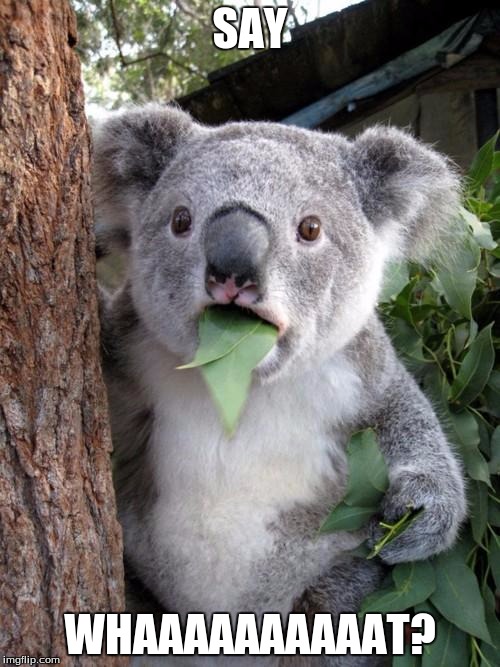 Surprised Koala Meme |  SAY; WHAAAAAAAAAAT? | image tagged in memes,surprised koala | made w/ Imgflip meme maker
