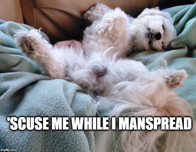 'SCUSE ME WHILE I MANSPREAD | image tagged in manspread | made w/ Imgflip meme maker
