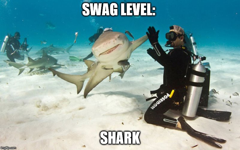 SWAG LEVEL:; SHARK | image tagged in swag,memes | made w/ Imgflip meme maker