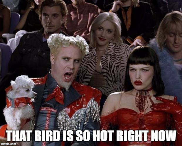 THAT BIRD IS SO HOT RIGHT NOW | image tagged in memes,mugatu so hot right now | made w/ Imgflip meme maker