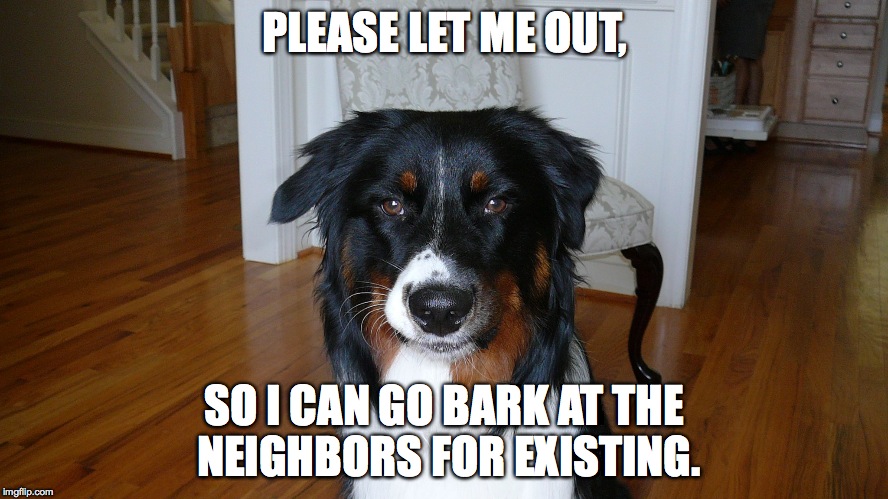 My Levi | PLEASE LET ME OUT, SO I CAN GO BARK AT THE NEIGHBORS FOR EXISTING. | image tagged in dogs | made w/ Imgflip meme maker