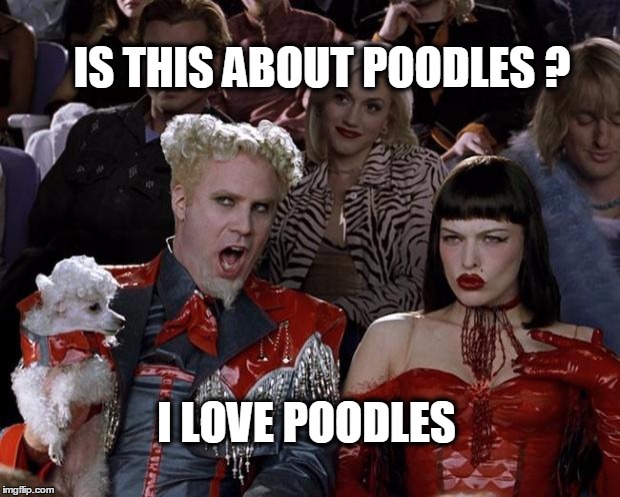 Does the poodle bite? | IS THIS ABOUT POODLES ? I LOVE POODLES | image tagged in memes,mugatu so hot right now,poodle,sexy,sexybeasty | made w/ Imgflip meme maker