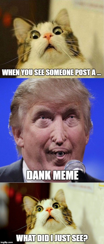 dank.exe has stopped working | WHEN YOU SEE SOMEONE POST A ... DANK MEME; WHAT DID I JUST SEE? | image tagged in scared cat,donald trump,dank,scary,random,memes | made w/ Imgflip meme maker