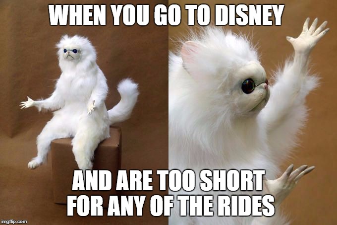 Persian Cat Room Guardian | WHEN YOU GO TO DISNEY; AND ARE TOO SHORT FOR ANY OF THE RIDES | image tagged in persian cat room guardian | made w/ Imgflip meme maker