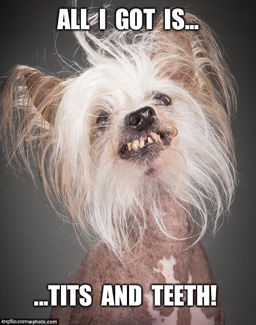 Tits and teeth | ALL  I  GOT  IS... ...TITS  AND  TEETH! | image tagged in tits,teeth,awkward,smile,dog | made w/ Imgflip meme maker
