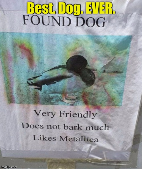 This actually was big a while back. I don't know who made it though. | Best. Dog. EVER. | image tagged in memes,funny,metal,mettalica,ducks | made w/ Imgflip meme maker