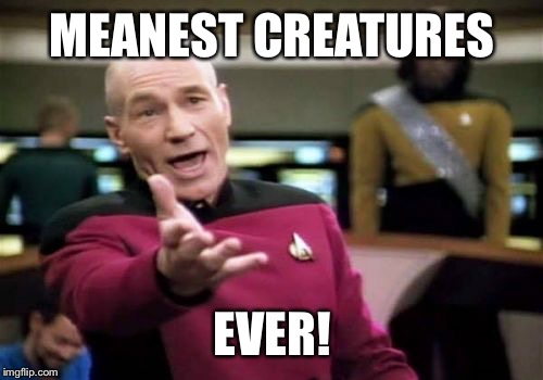 Picard Wtf Meme | MEANEST CREATURES EVER! | image tagged in memes,picard wtf | made w/ Imgflip meme maker