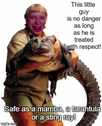 This little guy is no danger as long as he is treated with respect! Safe as a mamba, a tarantula or a sting ray! | made w/ Imgflip meme maker