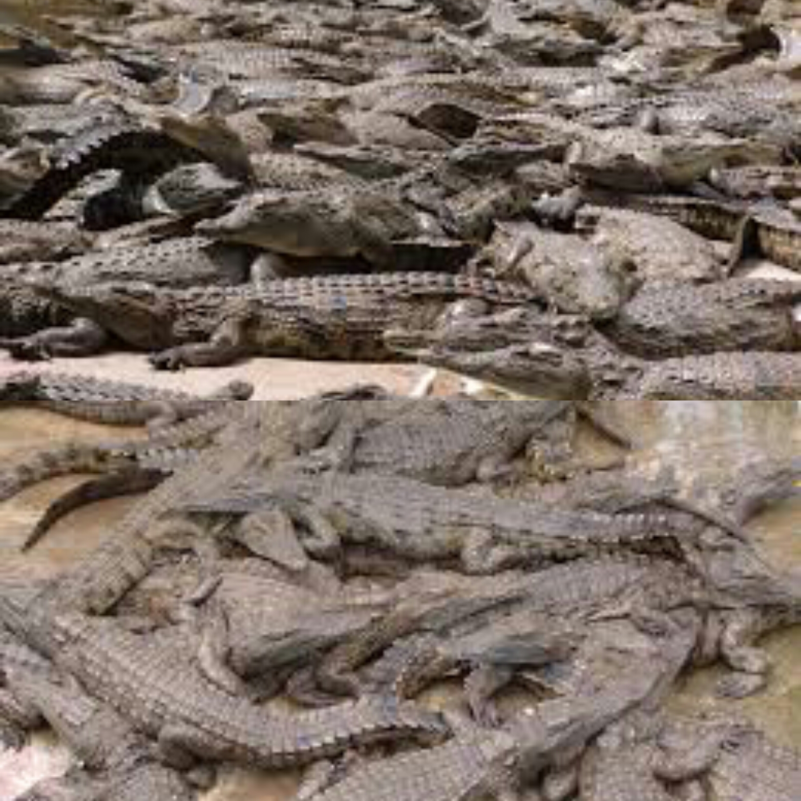 Crocodile Blank Meme Template