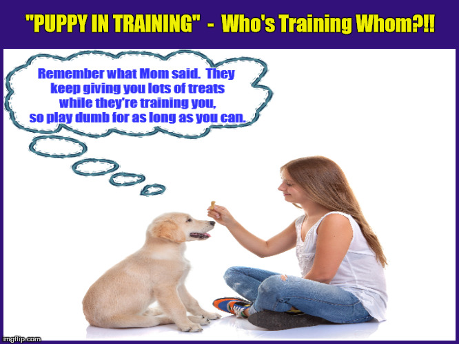 "Puppy In Training" - Who's Training Whom?!! | "PUPPY IN TRAINING"  -  Who's Training Whom?!! | image tagged in dogs,dog training,puppy training,dog trainer,dog treat,puppy | made w/ Imgflip meme maker