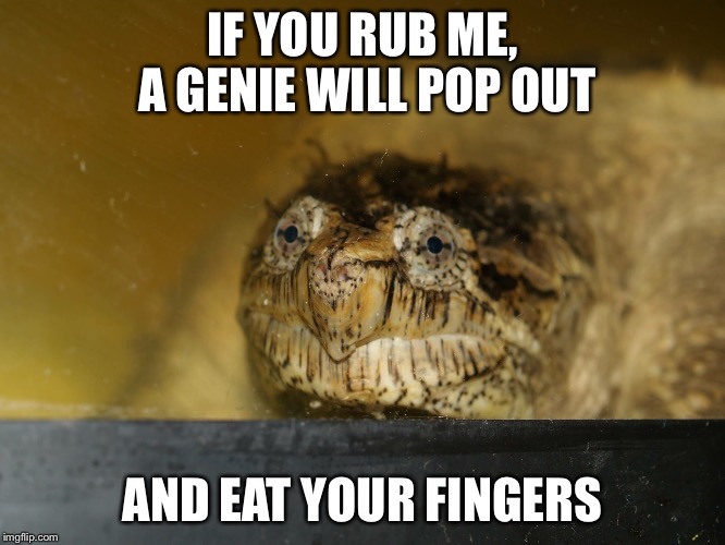 IF YOU RUB ME, A GENIE WILL POP OUT; AND EAT YOUR FINGERS | image tagged in funny,funny memes,turtles,lol,snacks | made w/ Imgflip meme maker