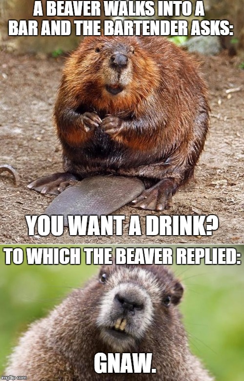 Bad Pun Beaver | A BEAVER WALKS INTO A BAR AND THE BARTENDER ASKS:; YOU WANT A DRINK? TO WHICH THE BEAVER REPLIED:; GNAW. | image tagged in bad pun beaver,memes,bad pun | made w/ Imgflip meme maker